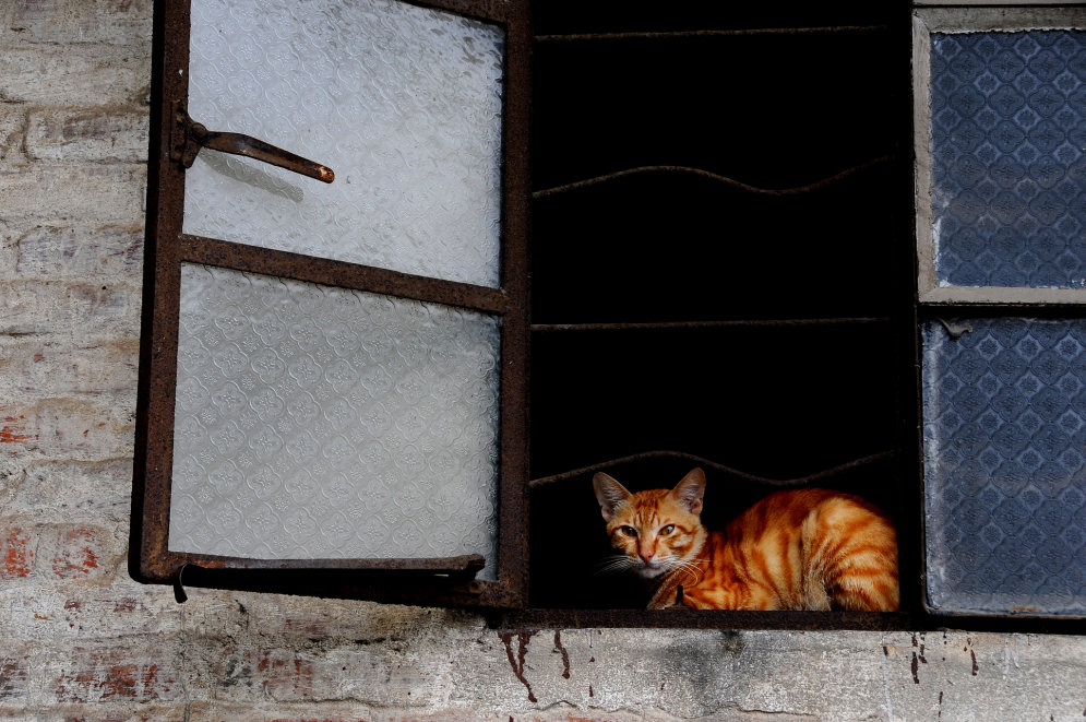 20 меланхоличных котиков, которые ждут возвращения своих людей домой