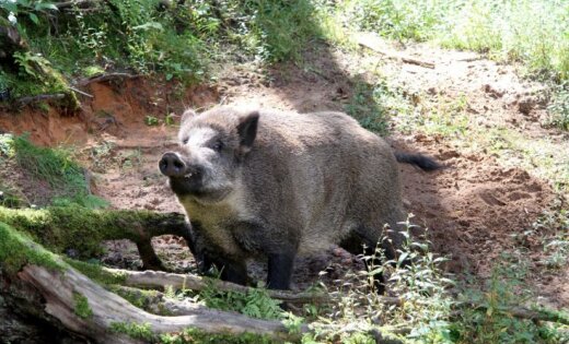 Из-за АЧС пришлось убить 119 свиней; чума среди кабанов приближается к Курземе