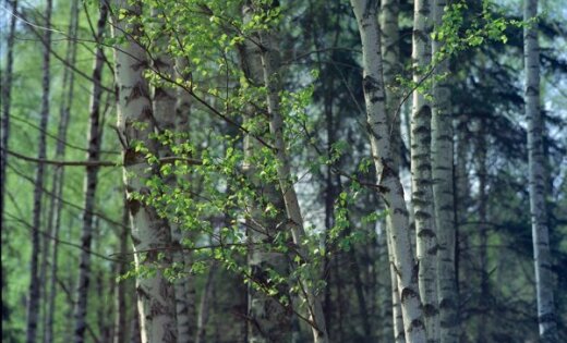 В лесу с помощью вертолета ищут потерявшуюся женщину