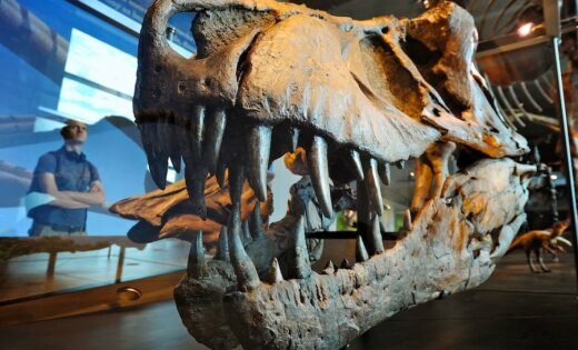 Ученые оценили шансы человека убежать от тираннозавра
