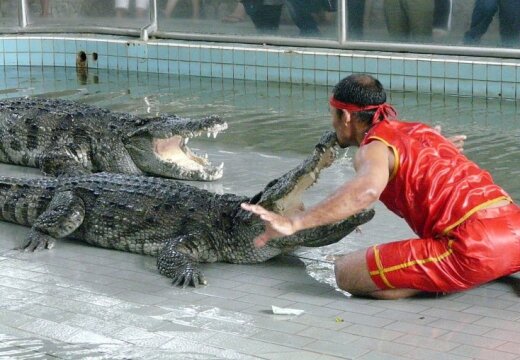 Как я в Таиланде на шоу крокодилов ходил и суп из крокодила кушал