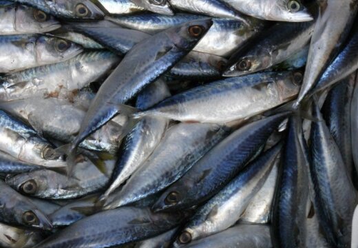 Состояние Балтийского моря ухудшается: проверят качество рыбы