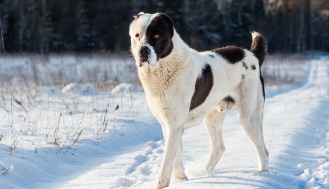 Drosmīgais un lādzīgais milzis Vidusāzijas aitu suns