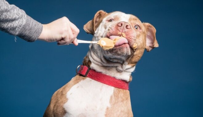 Amizanti kadri: Suņi, kam garšo zemesriekstu sviests