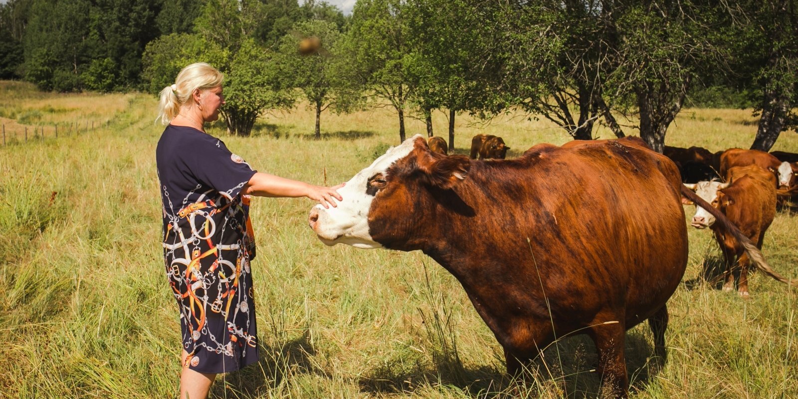 Bioloģiskās gaļas saimniecība 'Kalvāni' attīstībā ieguldījusi vairāk nekā 200 tūkstošus eiro