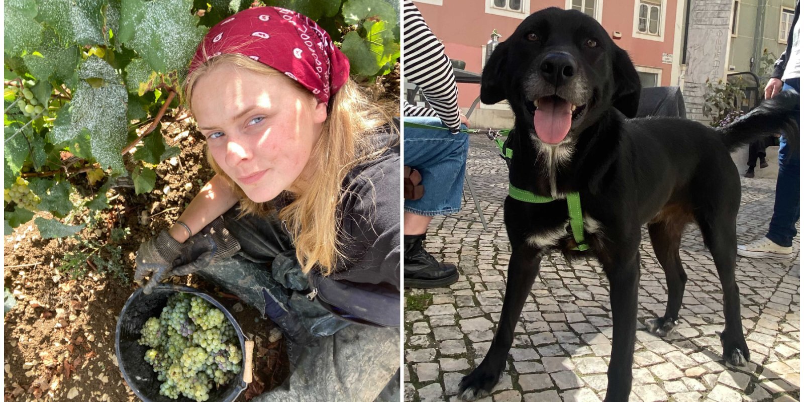С улиц Португалии в Латвию. Как Кате привезла из путешествия лучший "сувенир" — собаку Фадо