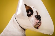 Nelaimīgi un nožēlojami purni: suņi ar kauna konusu ap kaklu