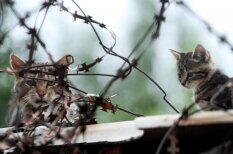 Kaķu dzīve Ukrainas karā
