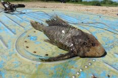 Krievijā noķerta dīvaina zivs ar bruņurupuča galvu