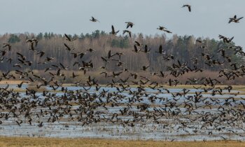 Astoņi Latvijas dabas parki, kur izzināt biotopu daudzveidību