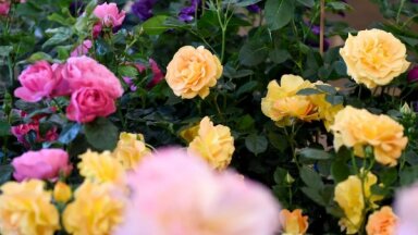 Foto: Dabas muzeju krāšņo simts dažādu šķirņu rozes