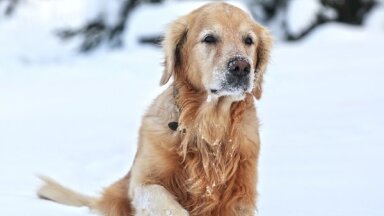 До 1 марта рижские владельцы собак должны заплатить пошлину