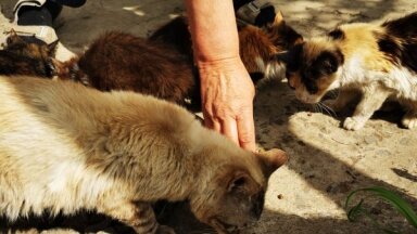 Благотворительный фонд Sofi призывает жертвовать животным Украины