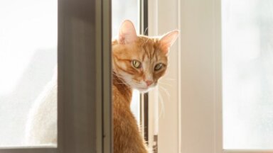 Жизнь без штор. Шесть типов непрозрачного стекла, которым можно отгородиться от мира
