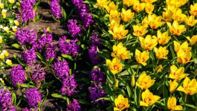 ФОТО. В Юрмале расцветают тысячи весенних цветов