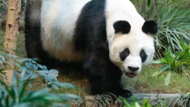 В Гонконге скончалась сама старая в мире панда