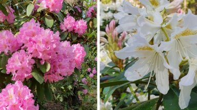 Foto: Pilnā krāšņumā zied Babītes rododendri