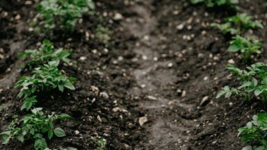 Latvijā pirmo reizi konstatēta kartupeļu bālā nematode, kas var samazināt ražu par 80%