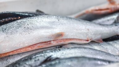 Путешествие лосося по лабиринту рыбзавода – как рыбу готовят к продаже в магазине