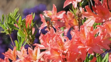 Foto: LU Botāniskā dārzā zied rododendru kolekcija
