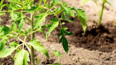 Как подготовить почву в теплице для наилучшего урожая томатов и огурцов