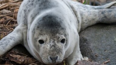 На пляже в Туе найден первый в этом году тюлененок