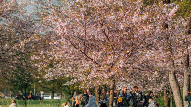 Под цветущей сакурой в Пардаугаве устроены места для пикника