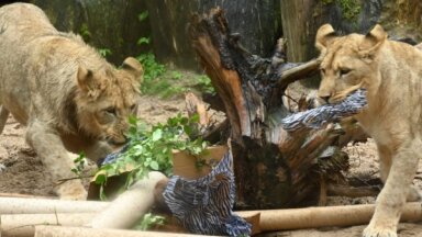 Солидный юбилей: 14 октября Рижскому зоопарку исполняется 110 лет