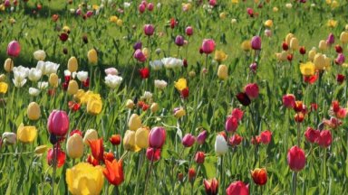 ФОТО: В Рижском центре психиатрии и наркологии зацвели тюльпаны