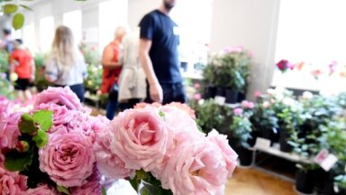 ФОТО. В Латвийском музее природы проходит выставка роз, обещают показать 100 сортов