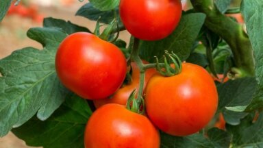 Селекционер рекомендует: сорта помидоров, хорошо растущие в открытом грунте
