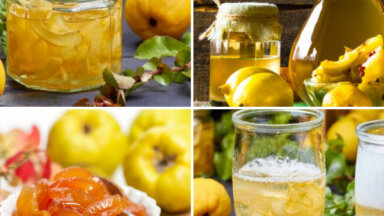 Vitamīnu trieciendeva burciņā: 11 idejas, kā pagatavot cidonijas ziemas krājumiem