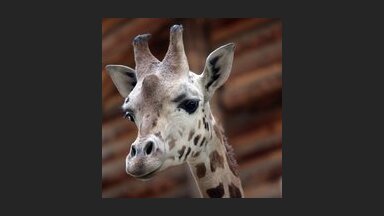 Посетитель Рижского зоопарка швырнул жирафу капустный лист, что создало угрозу жизни животного