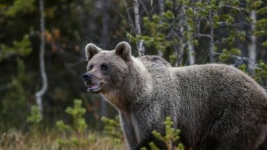 Защитники животных осуждают призыв искать и фотографировать латвийских медведей