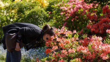 No rododendriem līdz pirmajām peonijām – LU Botāniskajā dārzā baudāms ziedonis