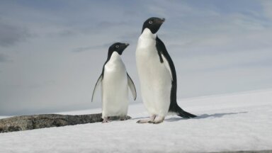Редкий вид пингвина замечен на побережье Новой Зеландии - в трех тысячах километрах от дома в Антарктиде