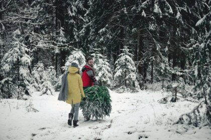 В лес за праздником! Сколько, где и каких елок можно спилить к Рождеству?