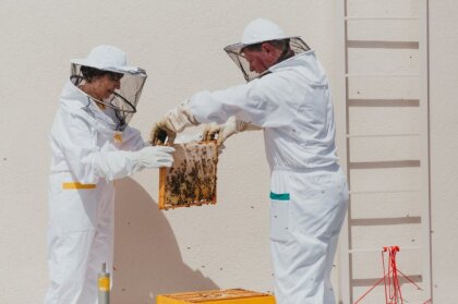 Urbānajā bišu dravā Jelgavā šogad ievākts 21 kilograms medus