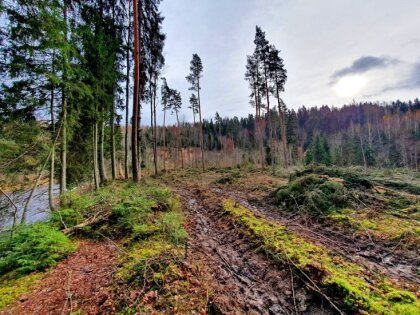 'Drīz katru stūrīti Latvijā nozāģēs?' – dabasmīļus satrauc mežizstrāde Amatas takā
