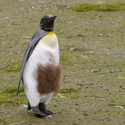Foto: Jauki pingvīni ar dīvainiem spalvu kušķiem