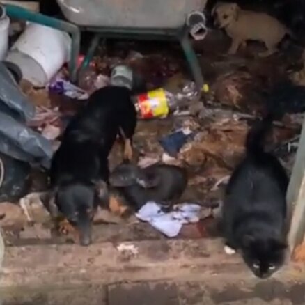 Aizdomas par suņu zagšanu Cēres pagastā; PVD meklē dzīvnieku īpašniekus