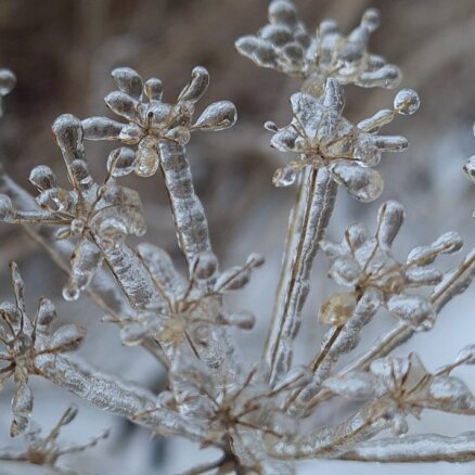 Foto: Ledus lietus pļavas puķes pārvērš pasakainos ziedos