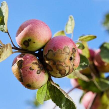 Brūni un raupji plankumi uz āboliem – kā cīnīties ar ābeļu kraupi