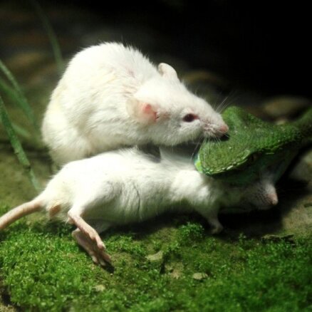 Foto: Glābjot māsiņu, pele uzbrūk čūskai