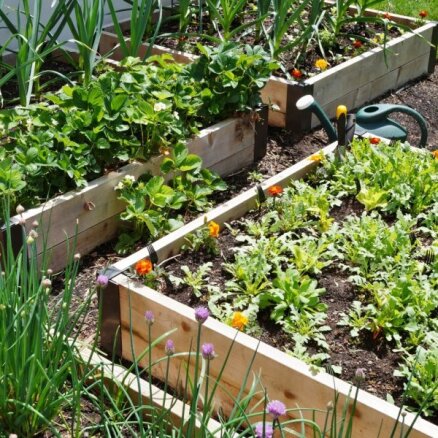 Padomi, kā izveidot un iekārtot dārzu vienā kvadrātmetrā