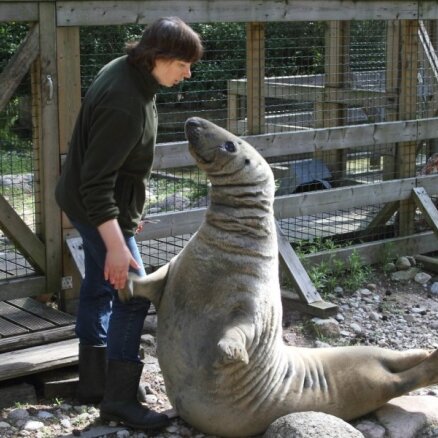 Rīgas Zoo untumainais mākslinieks – ronis Puika