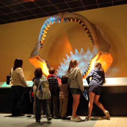 Jauns pētījums: cik liels bija aizvēsturiskais bieds – gigantiskā haizivs megalodons