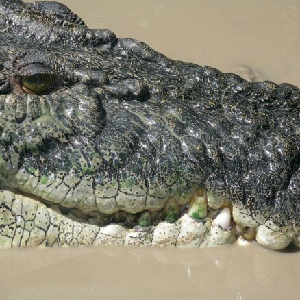 Африканец отомстил крокодилу за смерть беременной жены