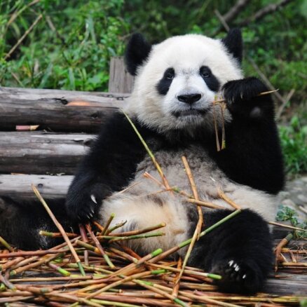 Nīderlandē pirmo reizi nācis pasaulē lielās pandas mazulis
