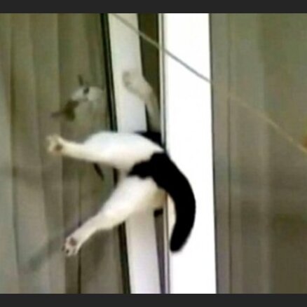Labvēlis  izglābj  logā  iesprūdušu  kaķi